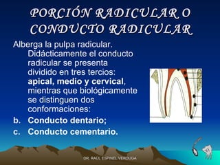 PORCIÓN RADICULAR O
   CONDUCTO RADICULAR
Alberga la pulpa radicular.
   Didácticamente el conducto
   radicular se presenta
   dividido en tres tercios:
   apical, medio y cervical,
   mientras que biológicamente
   se distinguen dos
   conformaciones:
b. Conducto dentario;
c. Conducto cementario.

                 DR. RAÚL ESPINEL VERDUGA
 