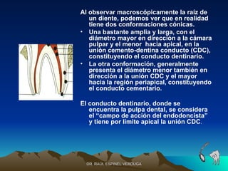 Al observar macroscópicamente la raíz de
   un diente, podemos ver que en realidad
   tiene dos conformaciones cónicas.
• Una bastante amplia y larga, con el
   diámetro mayor en dirección a la cámara
   pulpar y el menor hacia apical, en la
   unión cemento-dentina conducto (CDC),
   constituyendo el conducto dentinario.
• La otra conformación, generalmente
   presenta el diámetro menor también en
   dirección a la unión CDC y el mayor
   hacia la región periapical, constituyendo
   el conducto cementario.

El conducto dentinario, donde se
   encuentra la pulpa dental, se considera
   el “campo de acción del endodoncista”
   y tiene por límite apical la unión CDC.




  DR. RAÚL ESPINEL VERDUGA
 