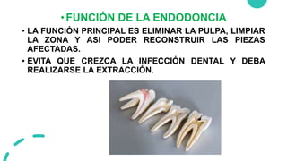 •FUNCIÓN DE LA ENDODONCIA
• LA FUNCIÓN PRINCIPAL ES ELIMINAR LA PULPA, LIMPIAR
LA ZONA Y ASI PODER RECONSTRUIR LAS PIEZAS
AFECTADAS.
• EVITA QUE CREZCA LA INFECCIÓN DENTAL Y DEBA
REALIZARSE LA EXTRACCIÓN.
 