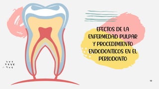 10
EFECTOS DE LA
ENFERMEDAD PULPAR
Y PROCEDIMIENTO
ENDODONTICOS EN EL
PERIODONTO
 