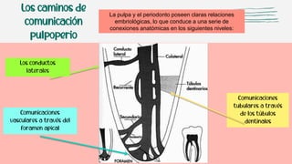 Los caminos de
comunicación
pulpoperio
La pulpa y el periodonto poseen claras relaciones
embriológicas, lo que conduce a una serie de
conexiones anatómicas en los siguientes niveles:
Comunicaciones
vasculares a través del
foramen apical
Comunicaciones
tubulares a través
de los túbulos
dentinales
Los conductos
laterales
 