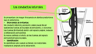 Se presentan con mayor frecuencia en dientes posteriores
que en anteriores.
• Intercambio de irritantes:
Un conducto lateral y accesorio viable puede llevar
sustancias toxicas de la pulpa al periodonto, o viceversa
Las toxinas (irritantes) dentro del espacio pulpar, inducen
a inflamación periodontal.
Es menos definido el efecto de las toxinas del espacio
periodontal hacia la pulpa.
• Identificación:
Se identifican solo cuando se llenan con materiales
radiopacos después de la obturación.
Los conductos laterales
 