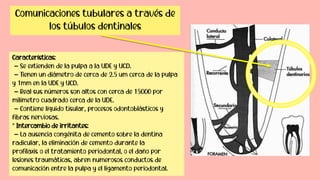 Características:
- Se extienden de la pulpa a la UDE y UCD.
- Tienen un diámetro de cerca de 2.5 um cerca de la pulpa
y 1mm en la UDE y UCD.
- Real sus números son altos con cerca de 15000 por
milímetro cuadrado cerca de la UDE.
- Contiene líquido tisular, procesos odontoblásticos y
fibras nerviosas.
* Intercambio de irritantes:
- La ausencia congénita de cemento sobre la dentina
radicular, la eliminación de cemento durante la
profilaxis o el tratamiento periodontal, o el daño por
lesiones traumáticas, abren numerosos conductos de
comunicación entre la pulpa y el ligamento periodontal.
Comunicaciones tubulares a través de
los túbulos dentinales
 