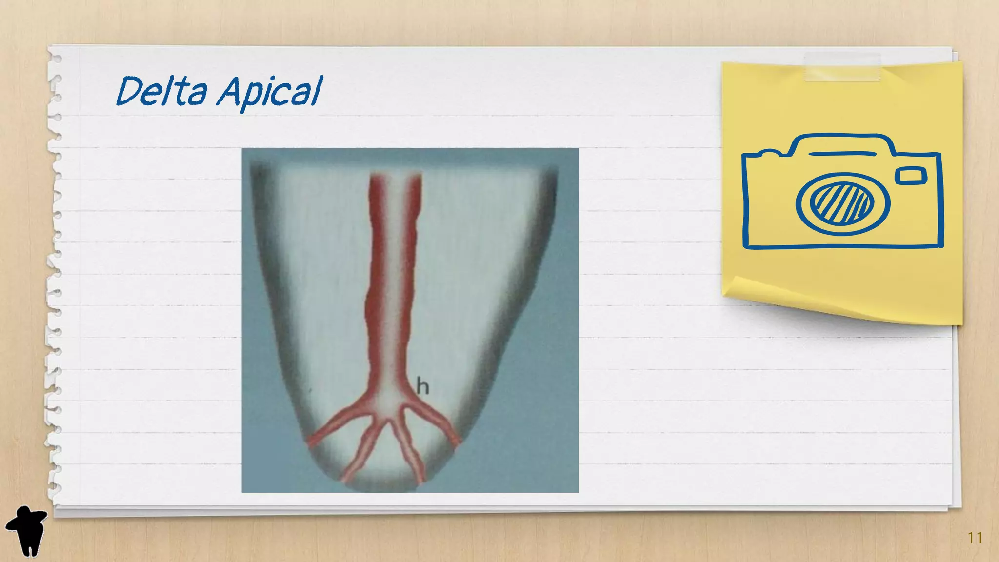 Anatomia Dental Interna - Endodontia - Arriba Dentista | PDF