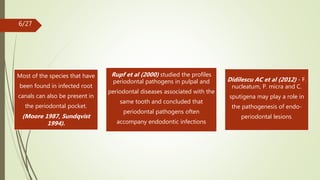 Most of the species that have
been found in infected root
canals can also be present in
the periodontal pocket.
(Moore 1987, Sundqvist
1994).
Rupf et al (2000) studied the profiles
periodontal pathogens in pulpal and
periodontal diseases associated with the
same tooth and concluded that
periodontal pathogens often
accompany endodontic infections
Didilescu AC et al (2012) - F.
nucleatum, P. micra and C.
sputigena may play a role in
the pathogenesis of endo-
periodontal lesions.
6/27
 