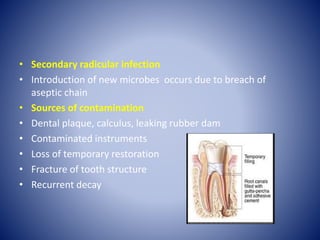 • Secondary radicular infection
• Introduction of new microbes occurs due to breach of
aseptic chain
• Sources of contamination
• Dental plaque, calculus, leaking rubber dam
• Contaminated instruments
• Loss of temporary restoration
• Fracture of tooth structure
• Recurrent decay
 