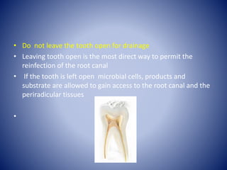 • Do not leave the tooth open for drainage
• Leaving tooth open is the most direct way to permit the
reinfection of the root canal
• If the tooth is left open microbial cells, products and
substrate are allowed to gain access to the root canal and the
periradicular tissues
•
 