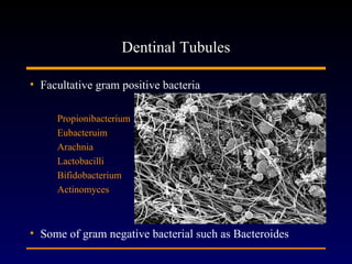 Dentinal Tubules

• Facultative gram positive bacteria

     Propionibacterium
     Eubacteruim
     Arachnia
     Lactobacilli
     Bifidobacterium
     Actinomyces



• Some of gram negative bacterial such as Bacteroides
 