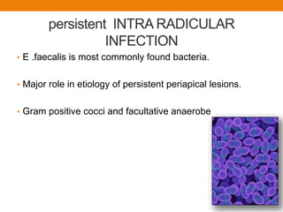 persistent INTRA RADICULAR
INFECTION
• E .faecalis is most commonly found bacteria.
• Major role in etiology of persistent periapical lesions.
• Gram positive cocci and facultative anaerobe
 