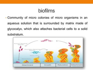 biofilms
• Community of micro colonies of micro organisms in an
aqueous solution that is surrounded by matrix made of
glycocalyx, which also attaches bacterial cells to a solid
substratum.
 
