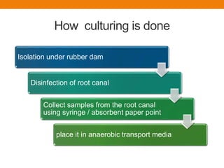 How culturing is done
Isolation under rubber dam
Disinfection of root canal
Collect samples from the root canal
using syringe / absorbent paper point
place it in anaerobic transport media
 