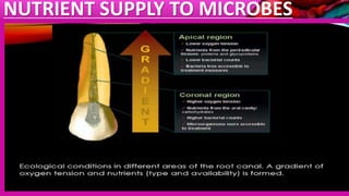 NUTRIENT SUPPLY TO MICROBES
 
