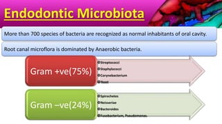 Endodontic Microbiota
More than 700 species of bacteria are recognized as normal inhabitants of oral cavity.
Root canal microflora is dominated by Anaerobic bacteria.
Streptococci
Staphylococci
Corynebacterium
Yeast
Gram +ve(75%)
Spirochetes
Neisseriae
Bacteroides
Fusobacterium, Pseudomonas.
Gram –ve(24%)
 