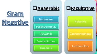 Anaerobic
Treponema
Porphyromonas
Prevotella
Fusobacterium
Tannerella
Facultative
Neisseria
Capnocytophaga
lactobacilllus
 