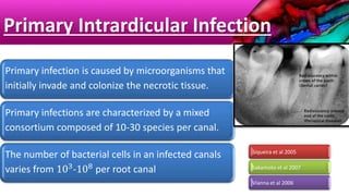Primary Intrardicular Infection
Primary infection is caused by microorganisms that
initially invade and colonize the necrotic tissue.
Primary infections are characterized by a mixed
consortium composed of 10-30 species per canal.
The number of bacterial cells in an infected canals
varies from 103-108 per root canal
Siqueira et al 2005
Sakamoto et al 2007
Vianna et al 2006
 