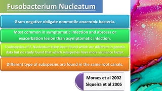 Gram negative obligate nonmotile anaerobic bacteria.
Most common in symptomatic infection and abscess or
exacerbation lesion than asymptomatic infection.
5 subspecies of F. Nucleatum have been found which are different in genetic
data but no study found that which subspecies have more virulence factor.
Different type of subspecies are found in the same root canals.
Fusobacterium Nucleatum
Moraes et al 2002
Siqueira et al 2005
 