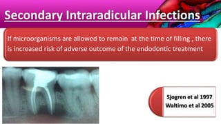 Secondary Intraradicular Infections
If microorganisms are allowed to remain at the time of filling , there
is increased risk of adverse outcome of the endodontic treatment
Sjogren et al 1997
Waltimo et al 2005
 