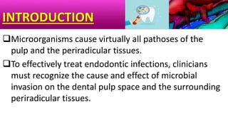 INTRODUCTION
Microorganisms cause virtually all pathoses of the
pulp and the periradicular tissues.
To effectively treat endodontic infections, clinicians
must recognize the cause and effect of microbial
invasion on the dental pulp space and the surrounding
periradicular tissues.
 