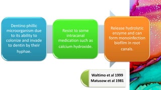 Dentino phillic
microorganism due
to its ability to
colonize and invade
to dentin by their
hyphae.
Resist to some
intracanal
medication such as
calcium hydroxide.
Release hydrolytic
enzyme and can
form monoinfection
biofilm in root
canals.
Waltimo et al 1999
Matusow et al 1981
 