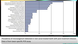 Prevalence of microorganism detected in root canal treated teeth with post treatment disease.
Data is from taxon-specific PCR assay
 
