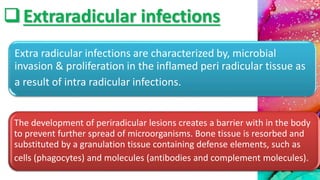 Extraradicular infections
Extra radicular infections are characterized by, microbial
invasion & proliferation in the inflamed peri radicular tissue as
a result of intra radicular infections.
The development of periradicular lesions creates a barrier with in the body
to prevent further spread of microorganisms. Bone tissue is resorbed and
substituted by a granulation tissue containing defense elements, such as
cells (phagocytes) and molecules (antibodies and complement molecules).
 