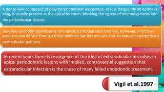 A dense wall composed of polymorphonuclear leucocytes, or less frequently an epithelial
plug, is usually present at the apical foramen, blocking the egress of microorganisms into
the periradicular tissues.
Very few endodontopathogens can advance through such barriers. However, microbial
products can diffuse through these defence barriers and are able to induce or perpetuate
periradicular pathosis
Vigil et al.1997
In recent years there is resurgence of the idea of extraradicular microbes in
apical periodontitis lesions with implied, controversial suggestion that
extraradicular infection is the cause of many failed endodontic treatment.
 