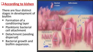 According to kishen
There are four distinct
stages in development of
biofilm
 Formation of a
conditioning layer
 Planktonic bacterial
cell attachment
 Detachment (seeding
dispersal)
 Bacterial growth and
biofilm expansion.
 