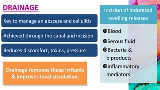 DRAINAGE
Key to manage an abscess and cellulitis
Achieved through the canal and incision
Reduces discomfort, toxins, pressure
Incision of indurated
swelling releases
Blood
Serous fluid
Bacteria &
biproducts
Inflammatory
mediators
Drainage removes these irritants
& improves local circulation.
 