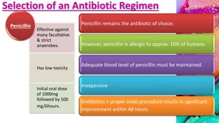 Selection of an Antibiotic Regimen
Penicillin remains the antibiotic of choice.
However, penicillin is allergic to approx. 10% of humans.
Adequate blood level of penicillin must be maintained.
Inexpensive
Antibiotics + proper endo procedure results in significant
improvement within 48 hours.
Effective against
many facultative
& strict
anaerobes.
Has low toxicity
Initial oral dose
of 1000mg
followed by 500
mg/6hours.
Penicillin
 