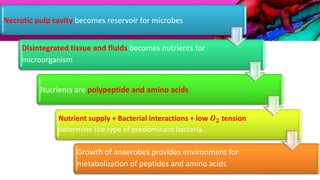Necrotic pulp cavity becomes reservoir for microbes
Disintegrated tissue and fluids becomes nutrients for
microorganism
Nutrients are polypeptide and amino acids
Nutrient supply + Bacterial interactions + low 𝑶 𝟐 tension
determine the type of predominant bacteria.
Growth of anaerobes provides environment for
metabolization of peptides and amino acids
 