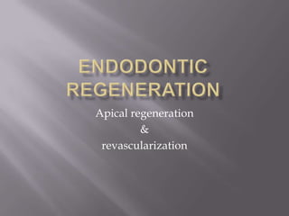 Apical regeneration
         &
 revascularization
 