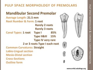 Objectives of Coronal Cavity Preparationpulp space morphology & coronal cavity preparationStraight line access (SLA) to apical foramen or to the initial curvature of the canalTo locate all root canal orificesTo conserve sound tooth structure