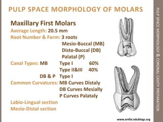 Principles of Coronal Cavity Preparationpulp space morphology & coronal cavity preparationOutline formNumber, position & curvatures of the pulp chamber