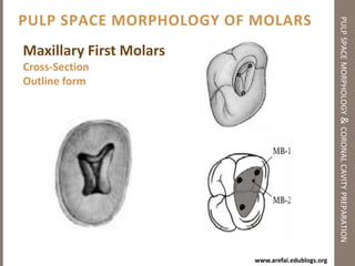 Principles of Coronal Cavity Preparationpulp space morphology & coronal cavity preparationConvenience formUnobstructed access to the canal orificeDirect access to the apical curvatureComplete authority over enlarging instrumentsExtension to accommodate for filling techniques