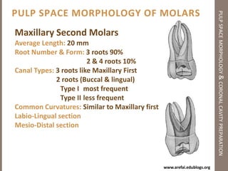 Principles of Coronal Cavity Preparationpulp space morphology & coronal cavity preparationComplete removal of caries & old fillings:IT IS NOT OPTIONAL TO REMOVE CARIESREMOVE IT!!!Why? 3 Reasons