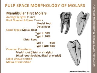 Principles of Coronal Cavity Preparationpulp space morphology & coronal cavity preparationCoronal Cavity Preparation (Access Cavity)Radicular Cavity Preparation (Cleaning & Shaping)Outline formConvenience formComplete removal of caries & old fillingsToilet of the cavity