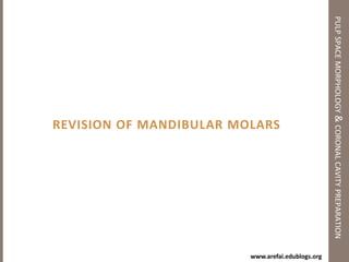 Pulp Space Morphology of Anterior Teethpulp space morphology & coronal cavity preparationUpper CanineAverage Length: 26 mmRoot Number & Form: 1Canal Types: Type ICommon Curvatures: Straight, DistalLabio-Lingual sectionMesio-Distal sectionCross-SectionsOutline form