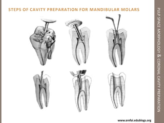 Pulp Space Morphology of Anterior Teethpulp space morphology & coronal cavity preparationLower CanineAverage Length: 25 mmRoot Number & Form: 1Canal Types: Type I		94%	           Type II or III	6%Common Curvatures: StraightLabio-Lingual sectionMesio-Distal sectionCross-SectionsOutline form