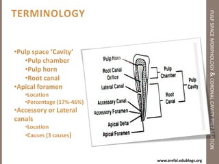 PULP & PERIRADICULAR LESIONS