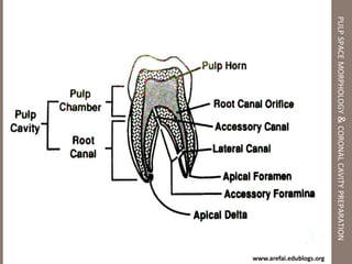 DIAGNOSTIC PROCEDURES