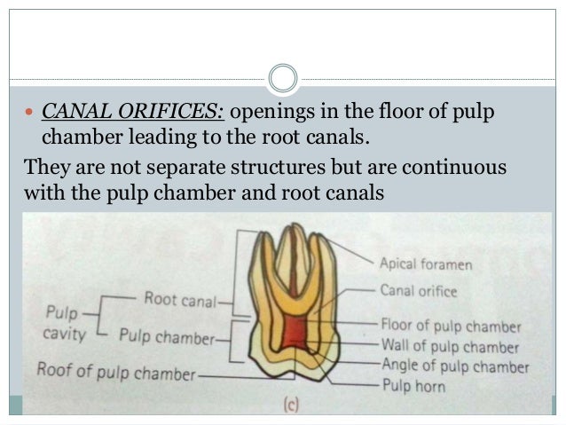 Anatomy Of Pulp Chamber