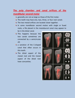 The pulp chamber and canal orifices of the
mandibular second molar
generally are not as large as those of the first molar.
This tooth may have one, two, three, or four root canals
The two mesial orifices are located closer together.
In some mandibular second molars with single or fused
roots, a file placed in the mesiobuccal canal may appear to
be in the distal canal.
This happens because the
two canals sometimes are
connected by a semicircular
slit
a variation of the C-shaped
canal that often occurs in
this tooth.
The distal aspect of the
mesial root and the mesial
aspect of the distal root
have concavities.
 
