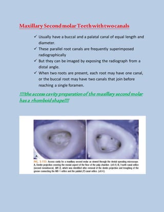 Maxillary SecondmolarTeethwithtwocanals
 Usually have a buccal and a palatal canal of equal length and
diameter.
 These parallel root canals are frequently superimposed
radiographically
 But they can be imaged by exposing the radiograph from a
distal angle.
 When two roots are present, each root may have one canal,
or the buccal root may have two canals that join before
reaching a single foramen.
!!!!the access cavitypreparationof the maxillary second molar
has a rhomboid shape!!!!
 