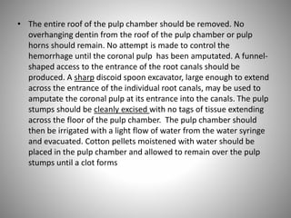 • The entire roof of the pulp chamber should be removed. No
overhanging dentin from the roof of the pulp chamber or pulp
horns should remain. No attempt is made to control the
hemorrhage until the coronal pulp has been amputated. A funnel-
shaped access to the entrance of the root canals should be
produced. A sharp discoid spoon excavator, large enough to extend
across the entrance of the individual root canals, may be used to
amputate the coronal pulp at its entrance into the canals. The pulp
stumps should be cleanly excised with no tags of tissue extending
across the floor of the pulp chamber. The pulp chamber should
then be irrigated with a light flow of water from the water syringe
and evacuated. Cotton pellets moistened with water should be
placed in the pulp chamber and allowed to remain over the pulp
stumps until a clot forms
 
