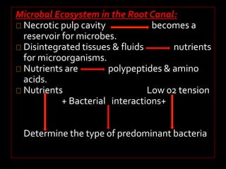 Microbal Ecosystem in the Root Canal: 
Necrotic pulp cavity becomes a 
reservoir for microbes. 
Disintegrated tissues & fluids nutrients 
for microorganisms. 
Nutrients are polypeptides & amino 
acids. 
Nutrients Low 02 tension 
+ Bacterial interactions+ 
Determine the type of predominant bacteria 
 