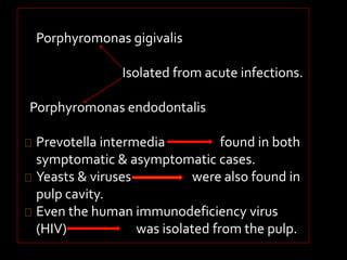 Porphyromonas gigivalis 
Isolated from acute infections. 
Porphyromonas endodontalis 
Prevotella intermedia found in both 
symptomatic & asymptomatic cases. 
Yeasts & viruses were also found in 
pulp cavity. 
Even the human immunodeficiency virus 
(HIV) was isolated from the pulp. 
 
