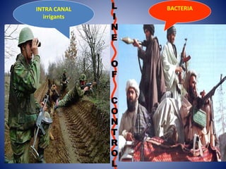 L
I
N
E
O
F
C
O
N
T
R
O
L
INTRA CANAL
irrigants
BACTERIA
 