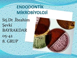 ENDODONTİK
MİKROBİYOLOJİ
Stj.Dt .İbrahim
Şevki
BAYRAKDAR
05-42
8. GRUP
 