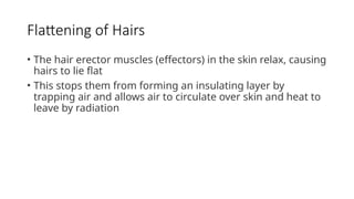 Flattening of Hairs
• The hair erector muscles (effectors) in the skin relax, causing
hairs to lie flat
• This stops them from forming an insulating layer by
trapping air and allows air to circulate over skin and heat to
leave by radiation
 