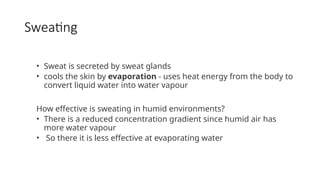 Sweating
• Sweat is secreted by sweat glands
• cools the skin by evaporation - uses heat energy from the body to
convert liquid water into water vapour
How effective is sweating in humid environments?
• There is a reduced concentration gradient since humid air has
more water vapour
• So there it is less effective at evaporating water
 
